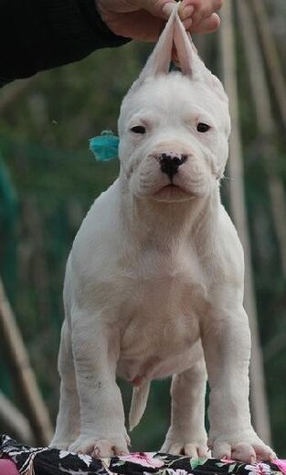 晋中大骨架杜高犬幼崽出售